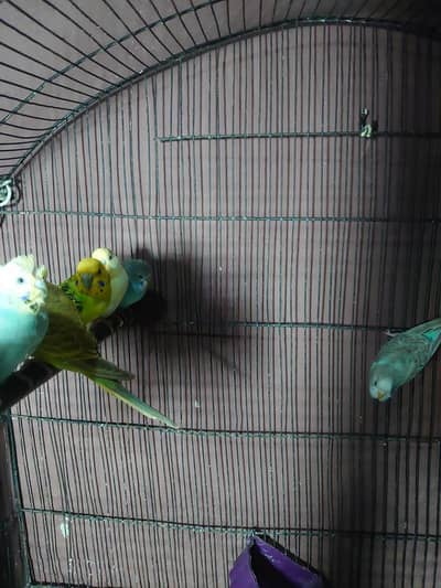 Australian parrots for sale