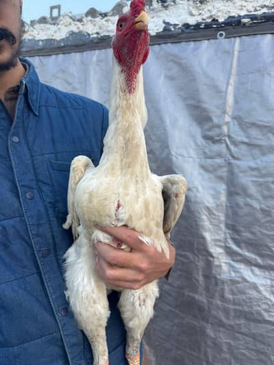 Supreme quality white Oh shamo traio available for sale