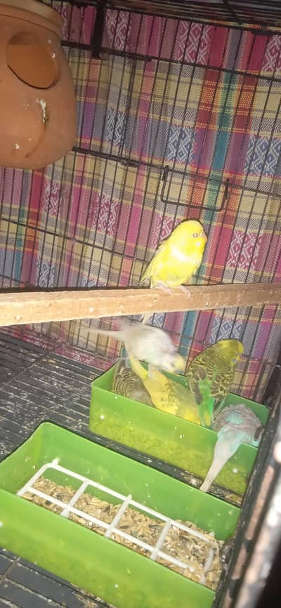 Australian Parrot For Sale