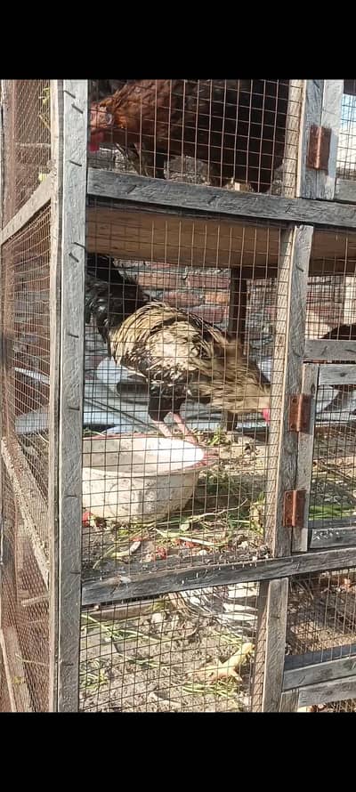 ASEEL AND ASEEL CROSS MALE MURGA