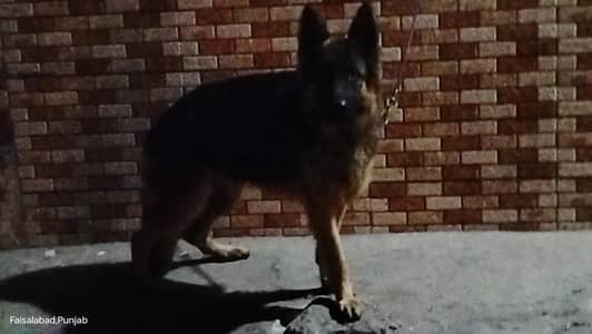 Garman shaft double Cort