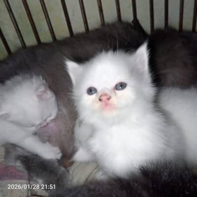 Persian cat baby