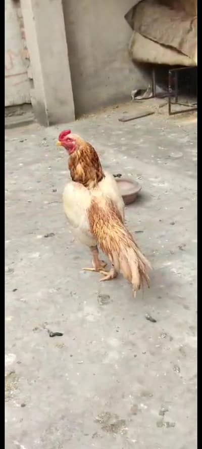 High quality Band gaddi aseel murga