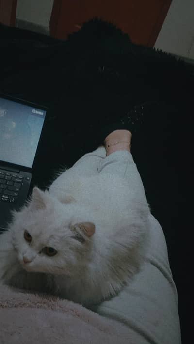 Turkish Angora Female Cat