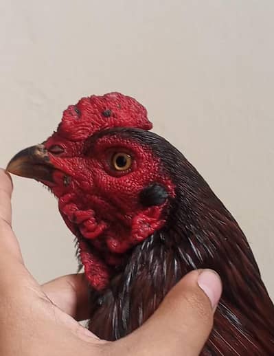 Barmi pakoya murgya for sale 03224270351 call and Whatsapp