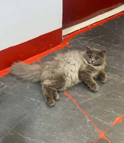 Show quality unique colours Persian long coated kittens for sale