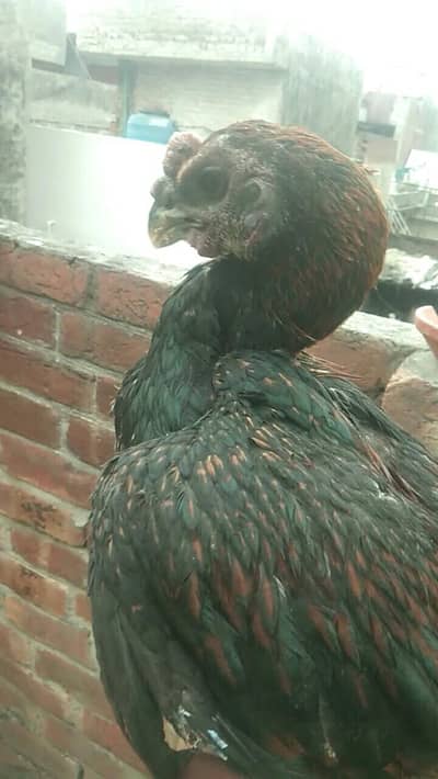 blue dragon pair available