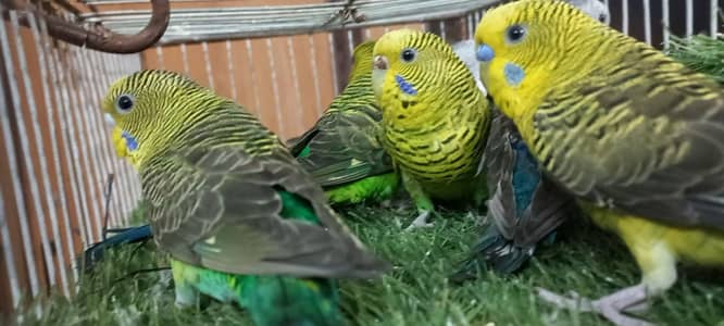 top Quality black wing Split black face pair & Simple black wing