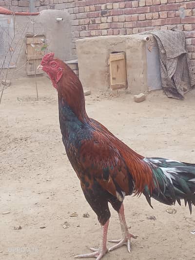 Lakha asee . hard hiter