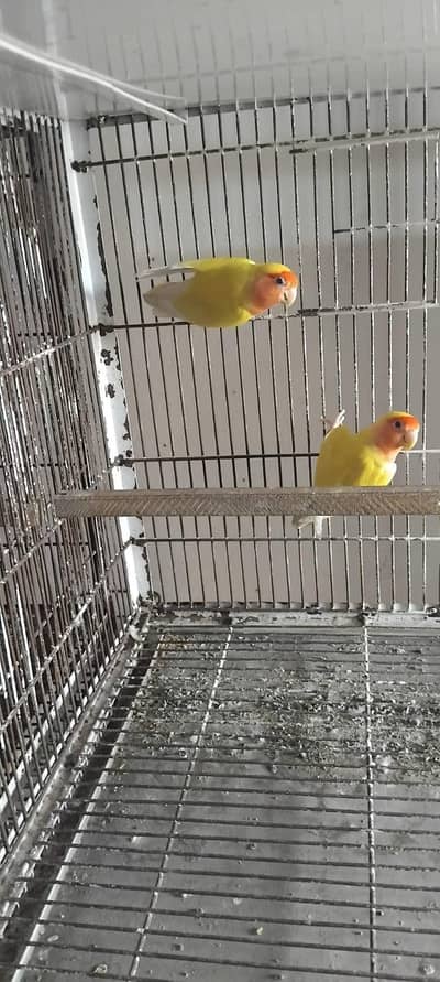 love birds available