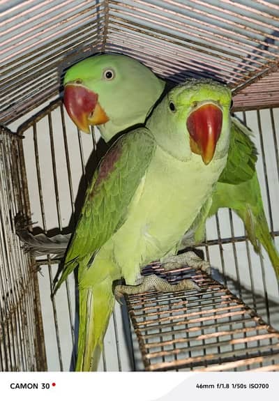 Kashmiri raw parrot