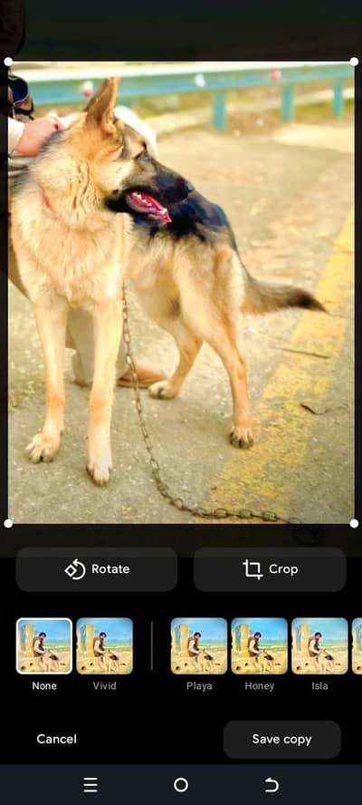 German shepherd