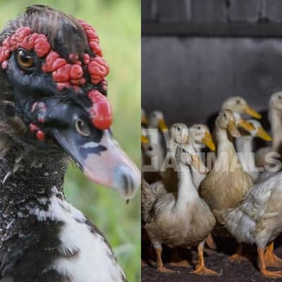 Muscovy duck or duck eggs available