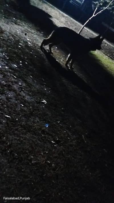 Garman shaft dog double cort