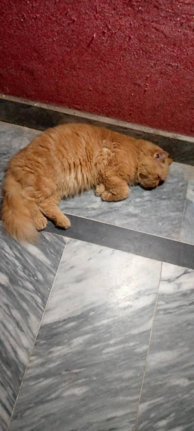 Persian male double coat