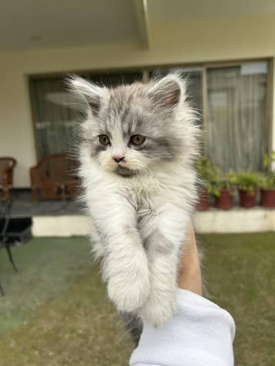 black and white colour Persian kitten