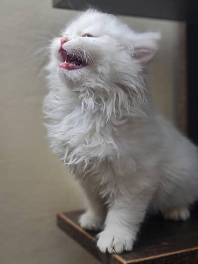 Persian kitten