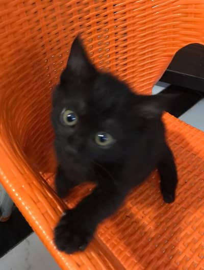 Domestic shorthair Black Cat