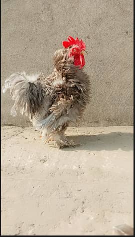 frizzle buntam and white sillki chicks and eggs availlable