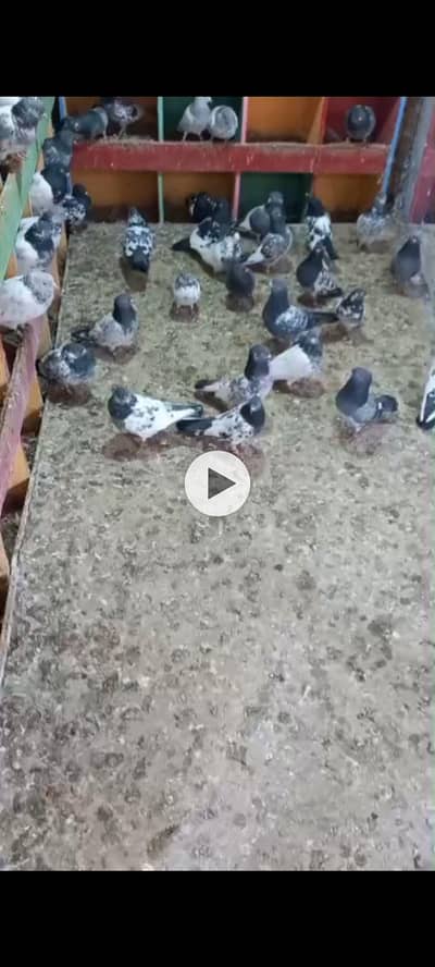 teddy and ram puria all setup for sale urgent sale need to cash