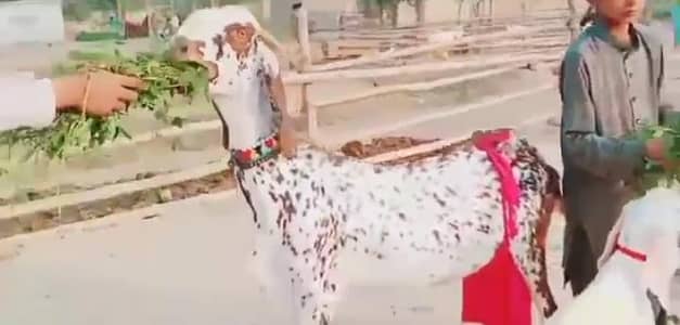 desi beetle bakri with teen kids03,14,,7608930