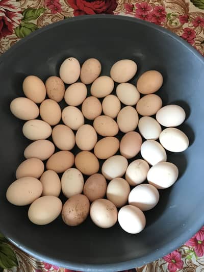 Fertile Eggs 50