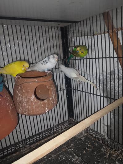 two pair for salll  femal red eyes ha or male balk eyes ha