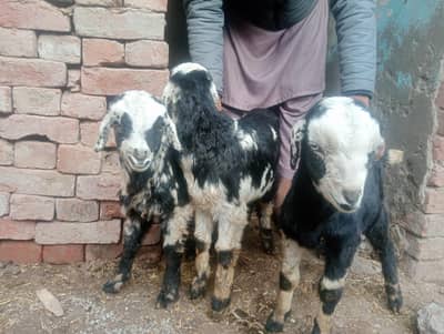 2 goats for sale in Gujranwala