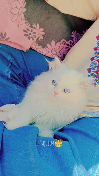 Persian triple coated kittens for sale (adult cats on adoption)