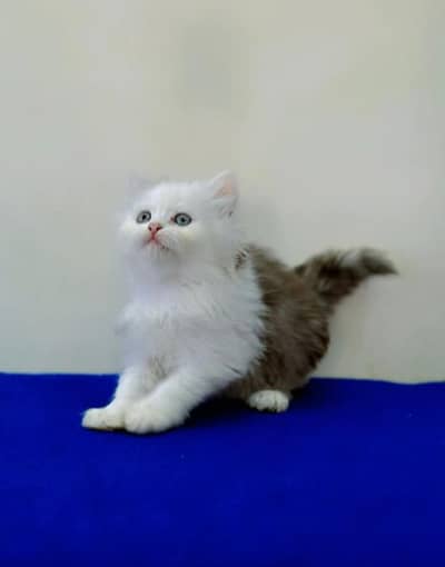 Persian triple coated kittens for sale (adult cats on adoption)