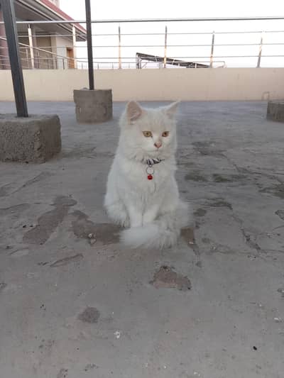 Femail cat age 4 month full friendly kitten