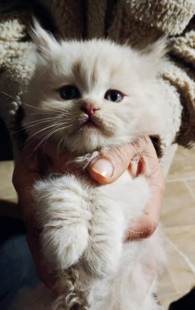 Persian triple kitten ava