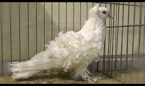 white frill back male chahie agr Kisi bhi ne sale krna hai to btae