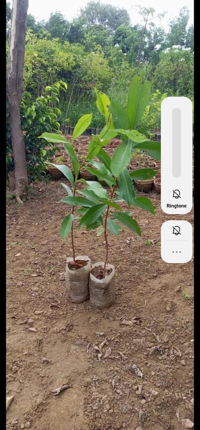 jaman plant for sale