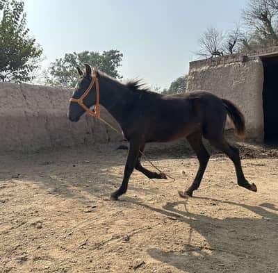 Mushka wachera 8 months