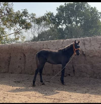 Mushka wachera 8 months