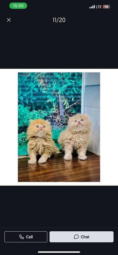 cash on delivery himalayan British kitten cat home delivery available
