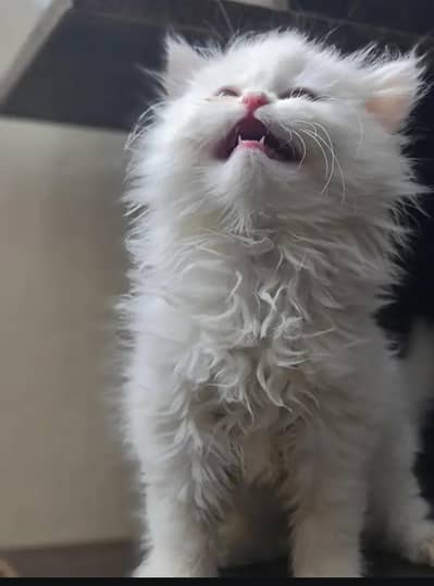 Persian High Quality Kittens