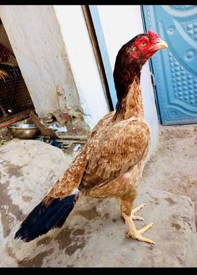 Top quality lakhi aseel madi