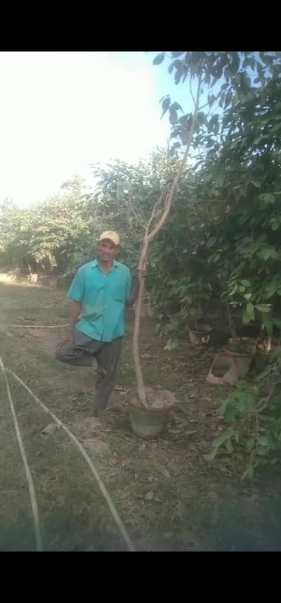jaman tree for sale