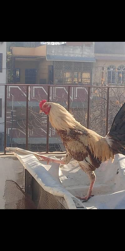 cross breed of Sindhi Hera and misri