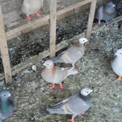 indian lathy khery for sale location Multan cargo available