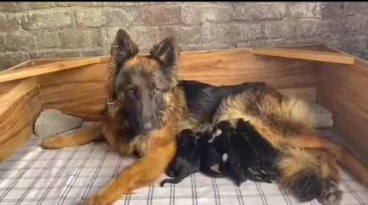 German Shepherd and 03244911352 WhatsApp