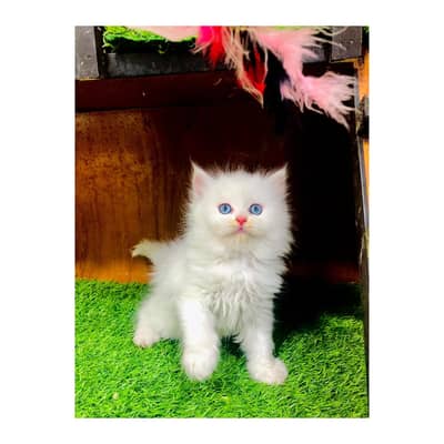 cash on delivery himalayan British kitten cat home delivery available