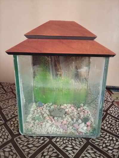 Fish Aquarium