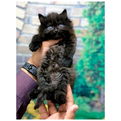 cash on delivery himalayan British kitten cat home delivery available