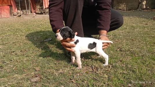 English pointer puppies