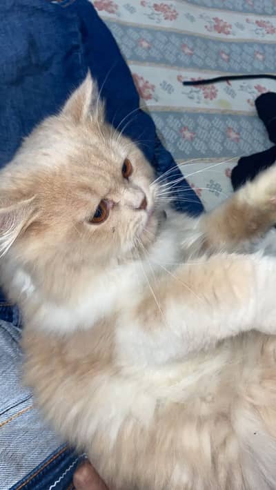 Persian doll face tripple coat male cat for mating available