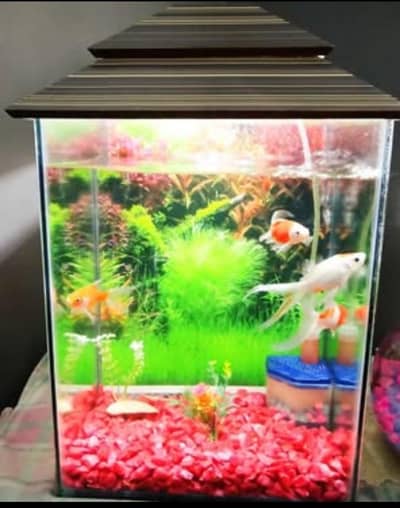 Aquarium