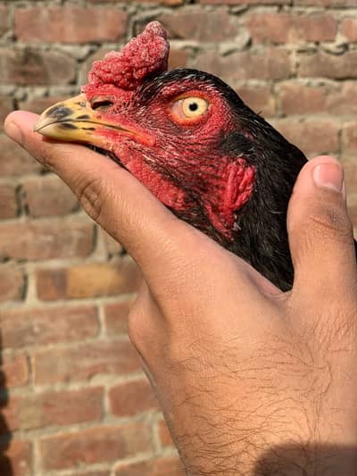 Aseel Murga Bankaaa Black